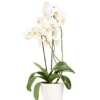 Orquídea Blanca plata