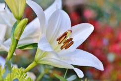 Centro Lágrima tonos Blancos, Enviar Flores Blancas al Tanatorio, Flores para Difuntos, Floristería en Leganés, Comprar Flores Online